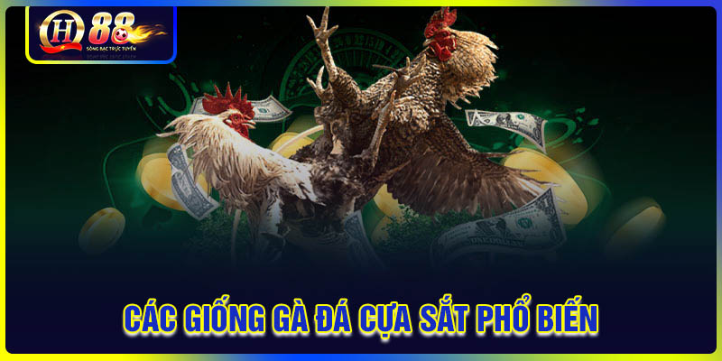 Các giống gà đá cựa sắt phổ biến nhất