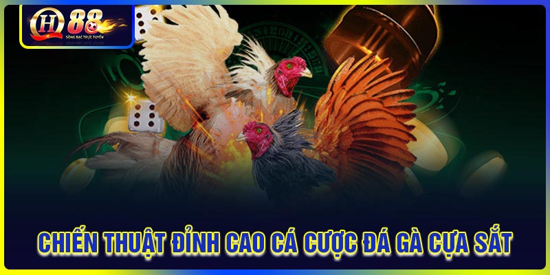 Chiến thuật đỉnh cao khi cá cược đá gà cựa sắt QH88
